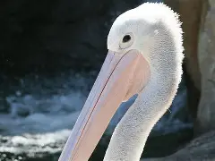 火博在线入口 -今晨新奥尔良鹈鹕再遭质疑——亚冠节点到来，悬念犹存，训练强度明显提升(新奥尔良鹈鹕队老板)